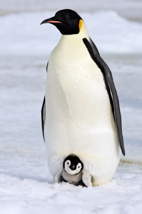 penguin